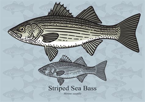Striped Bass Facts & Information Guide .